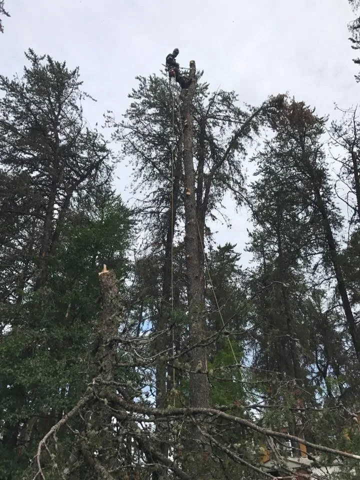 abattage arbre conifere foret