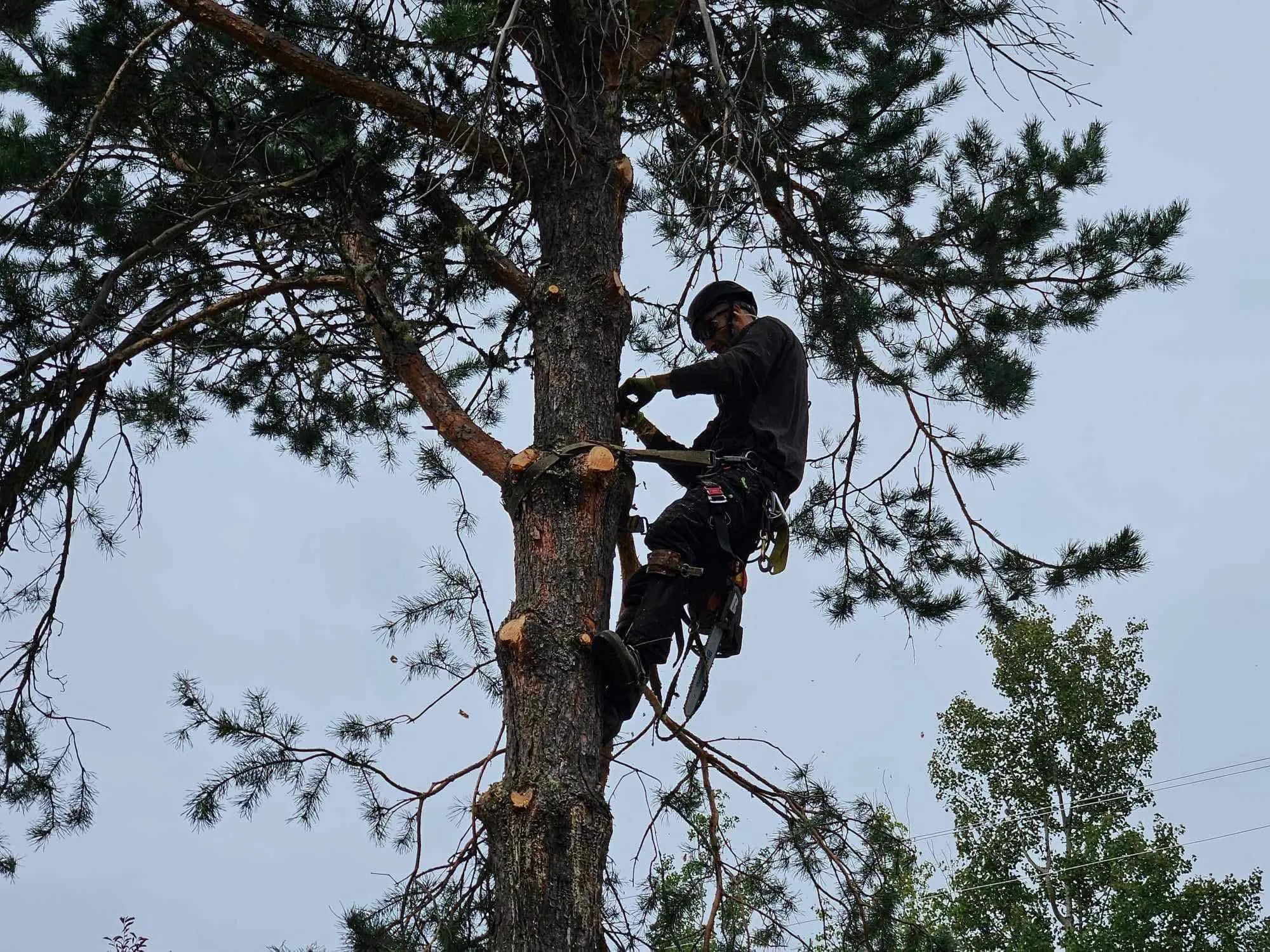 arboriste coupe branches pin tronconneuse