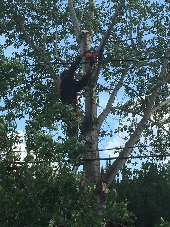 arboriste elagage arbre emondage saguenay lac saint jean
