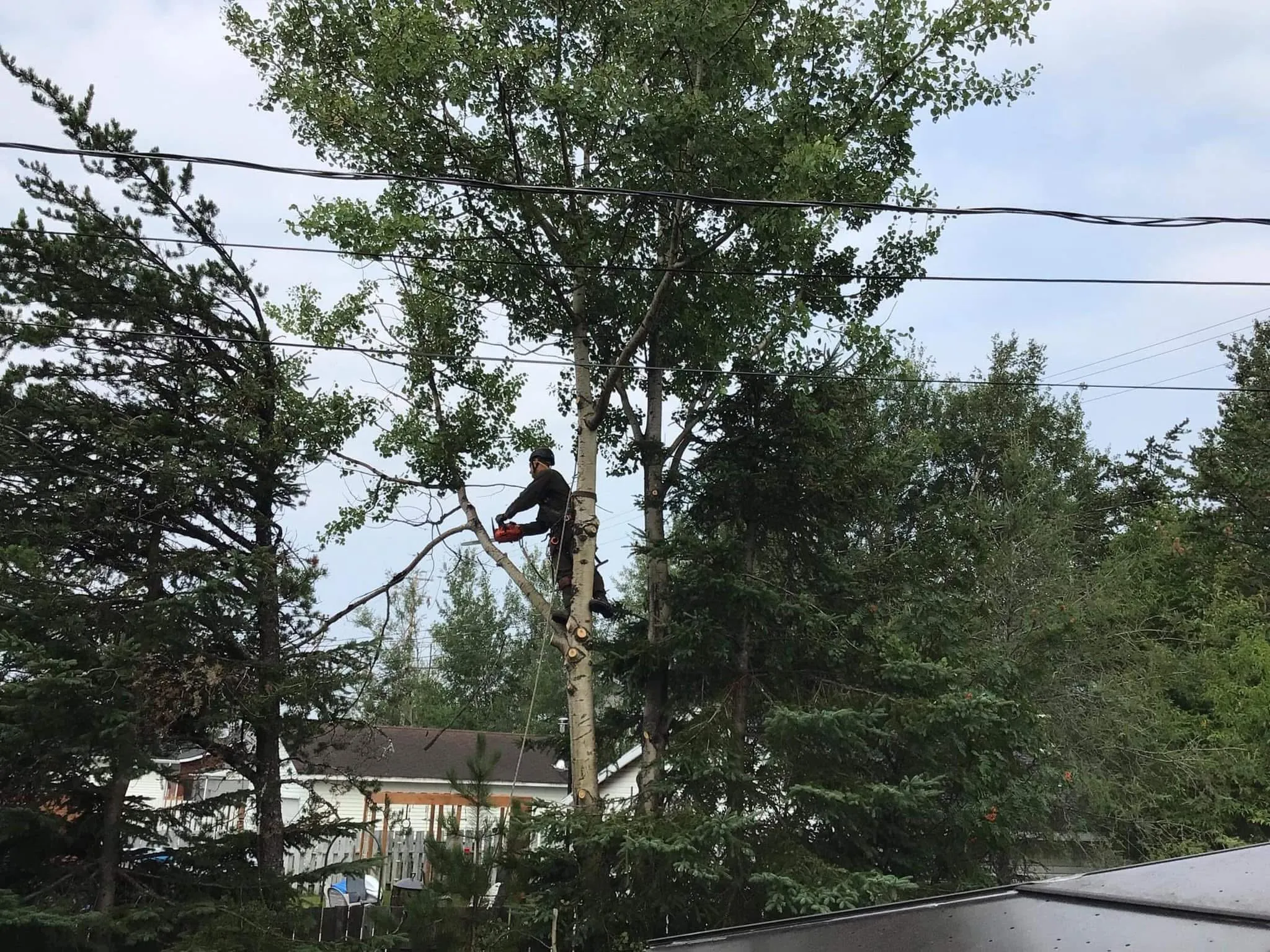 arboriste elagage arbre tronconneuse emondage saguenay lac saint jean