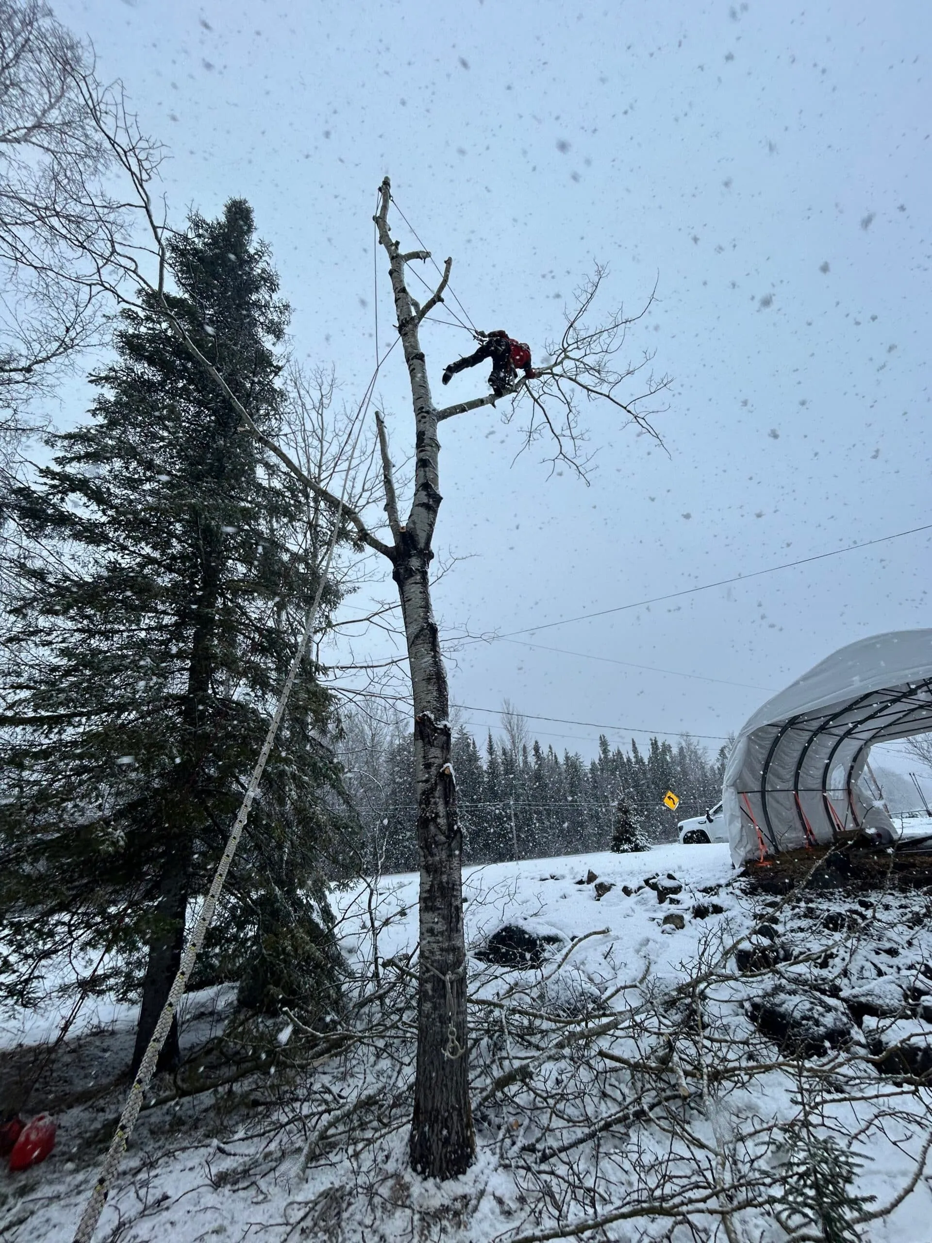 Arboriste suspendu au sommet d'un bouleau en train d'élaguer des branches en hiver