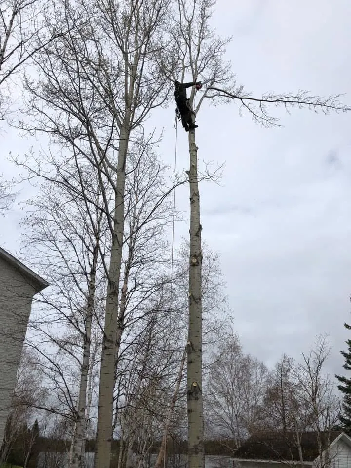 arboriste emondage arbre hauteur saguenay lac saint jean