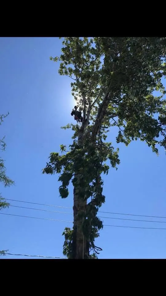 arboriste en hauteur emondage saguenay lac saint jean