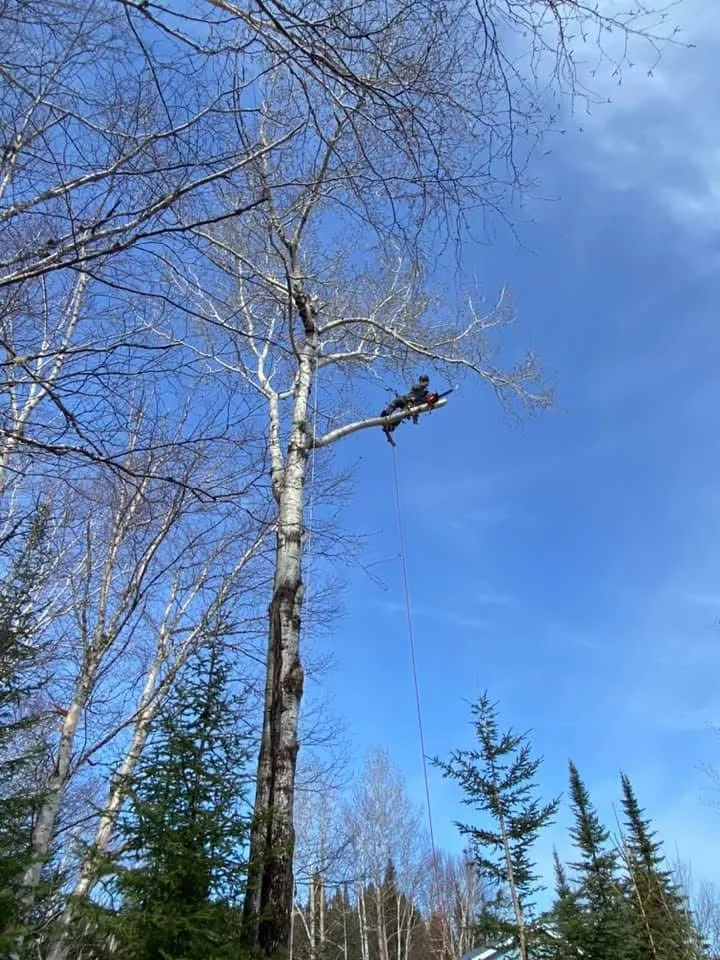 arboriste grimpe arbre emondage saguenay lac saint jean