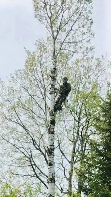 arboriste grimpe bouleau elagage