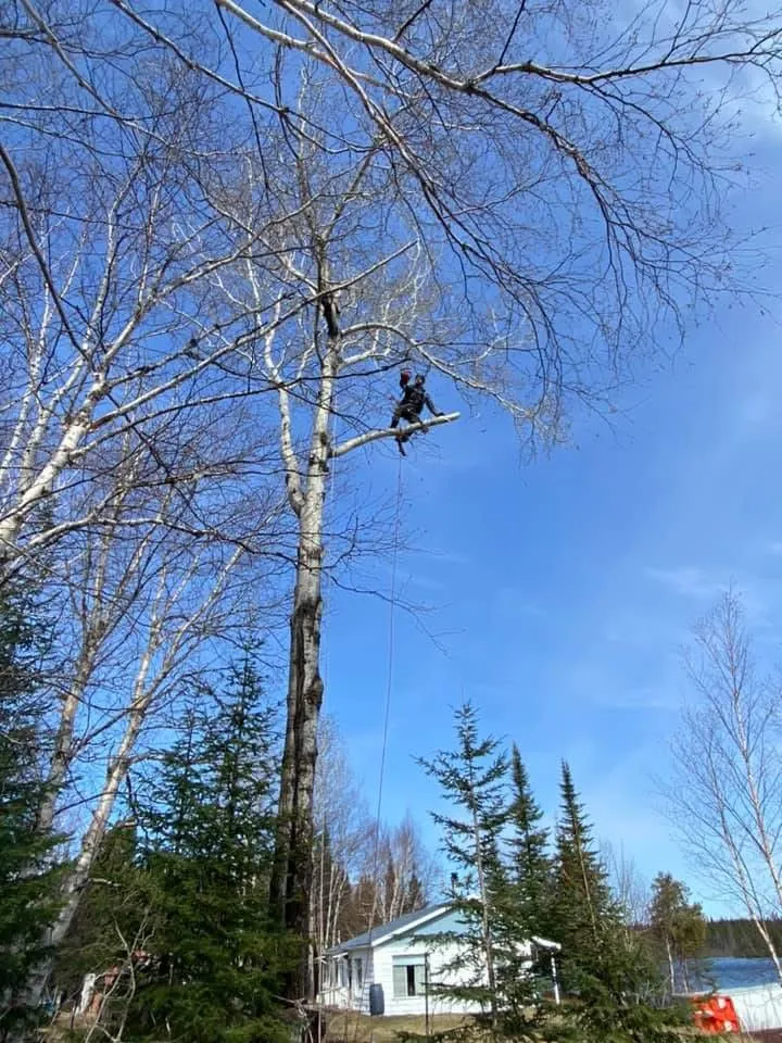 Arboriste grimpant un grand bouleau blanc pour des travaux d'émondage à Saguenay-Lac-Saint-Jean
