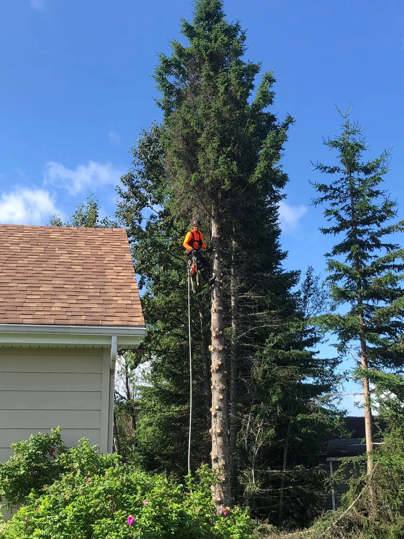 Arboriste en équipement de sécurité orange grimpant un grand conifère lors d'un émondage à Saguenay-Lac-Saint-Jean
