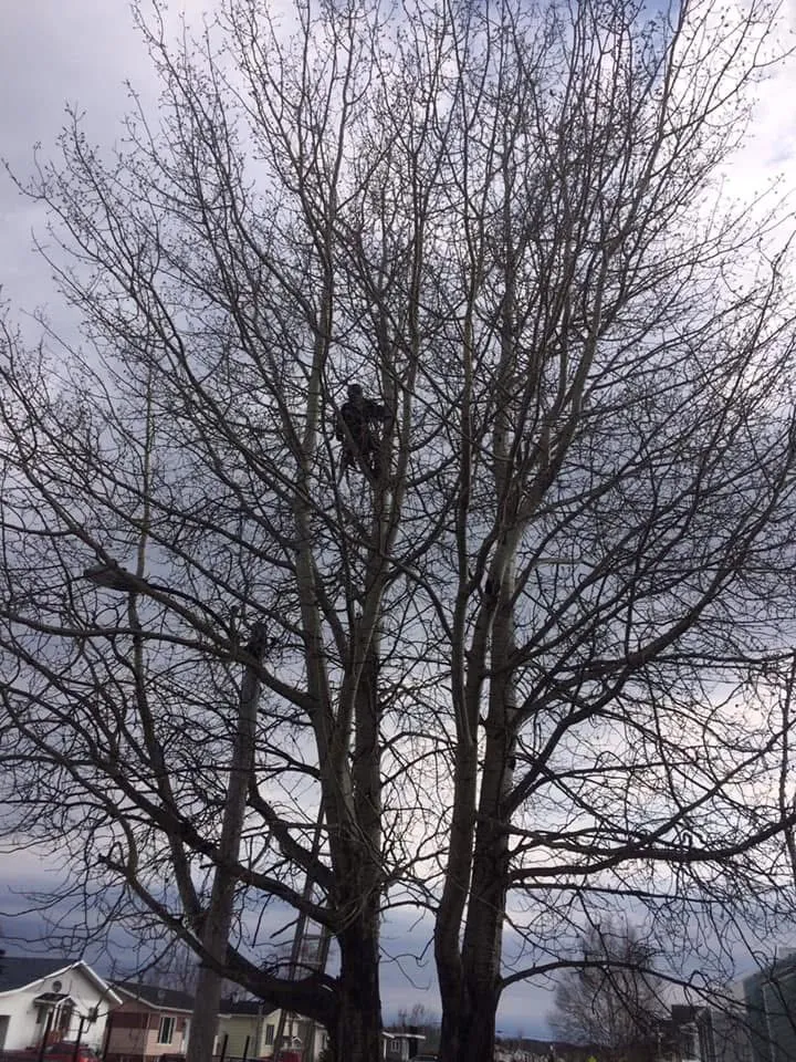 arboriste grimpe grand arbre emondage saguenay lac saint jean