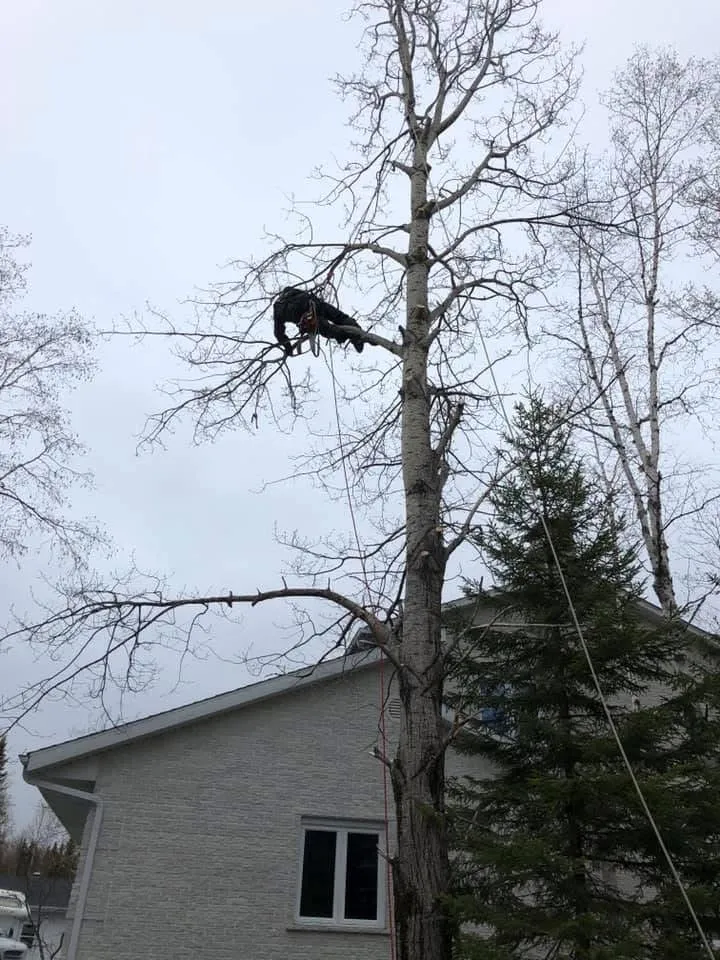 arboriste grimpeur emondage arbre saguenay lac saint jean