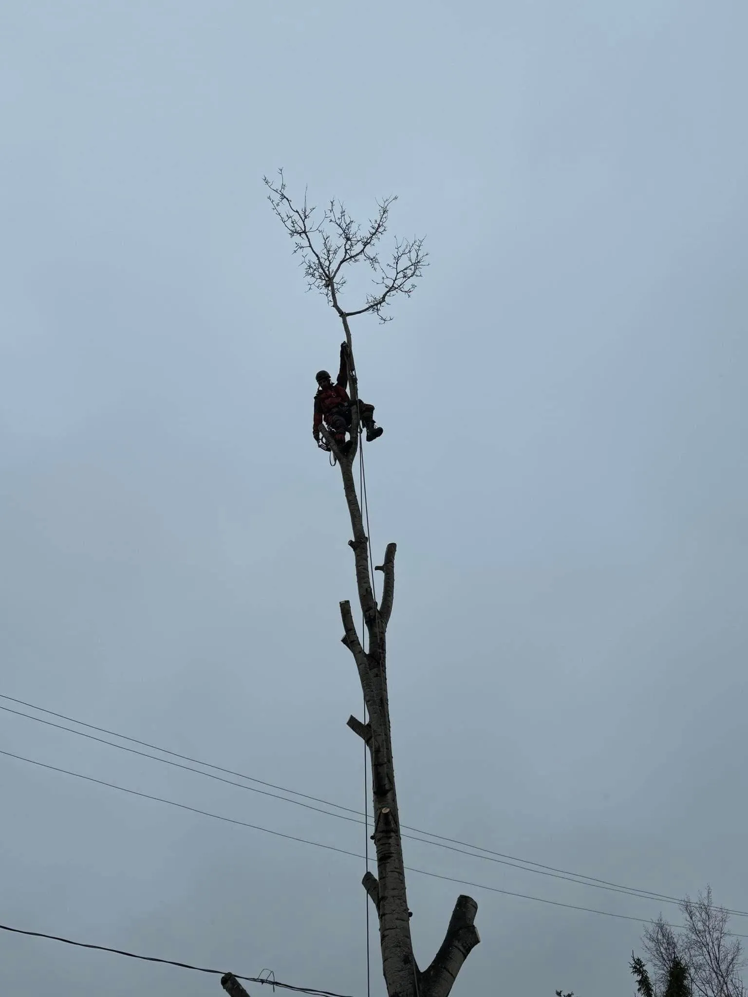 arboriste sommet arbre emondage saguenay lac saint jean