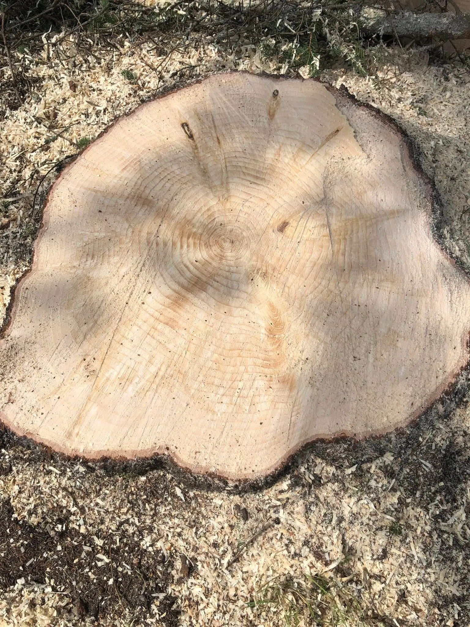 coupe tronc arbre emondage saguenay lac saint jean