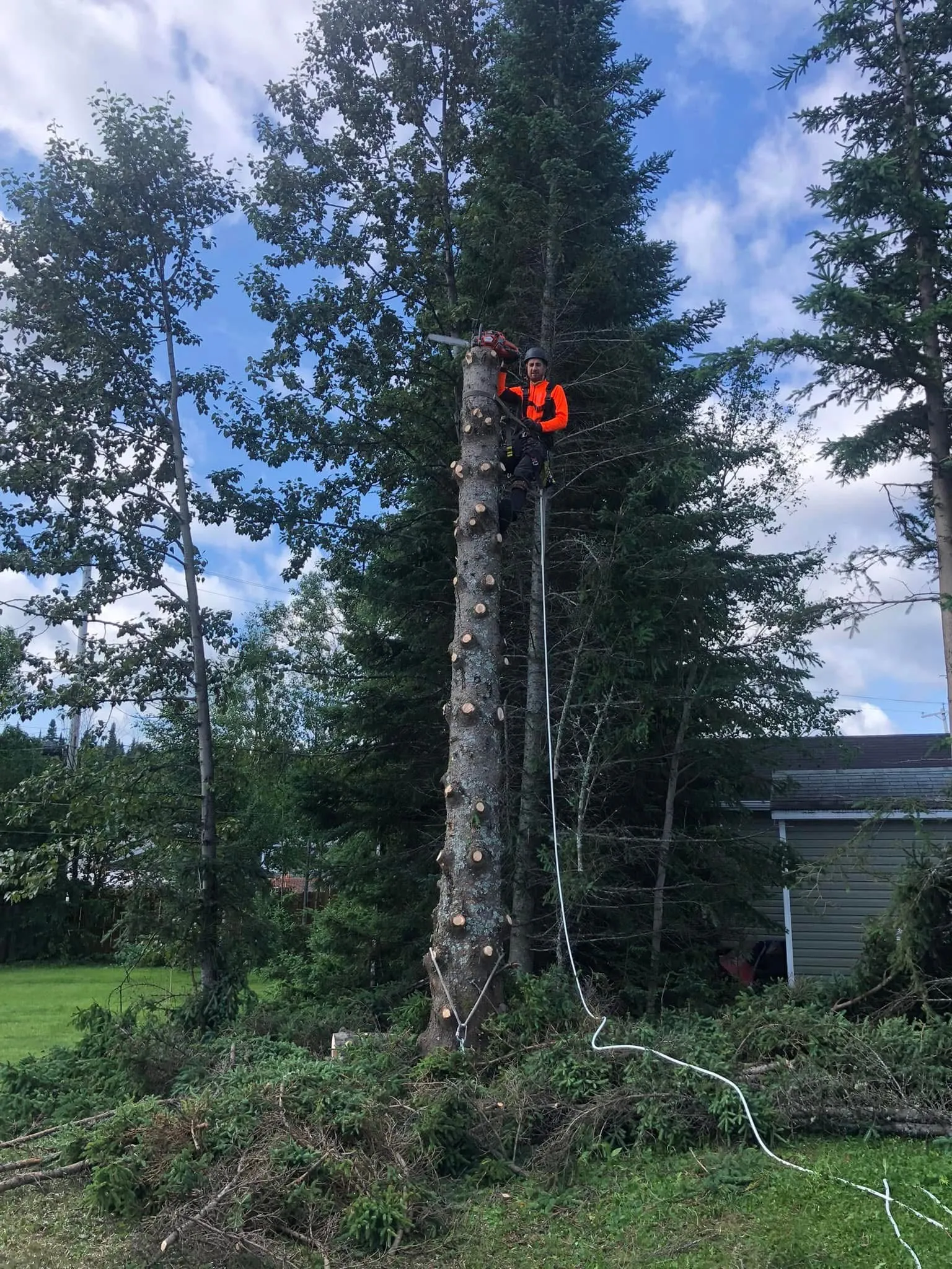 Élagueur en hauteur avec tronçonneuse effectuant l'émondage d'un arbre au Saguenay-Lac-Saint-Jean