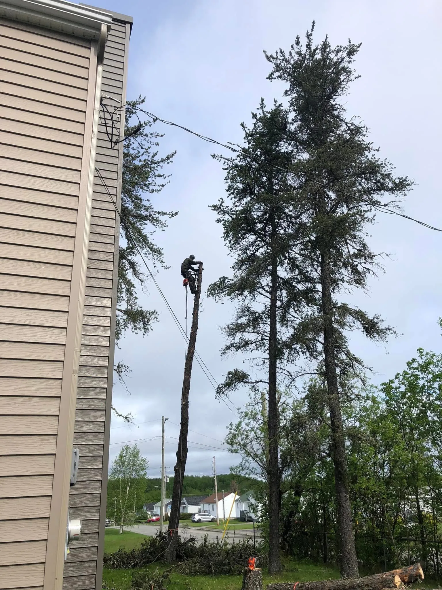 elagueur sommet arbre emondage saguenay lac saint jean