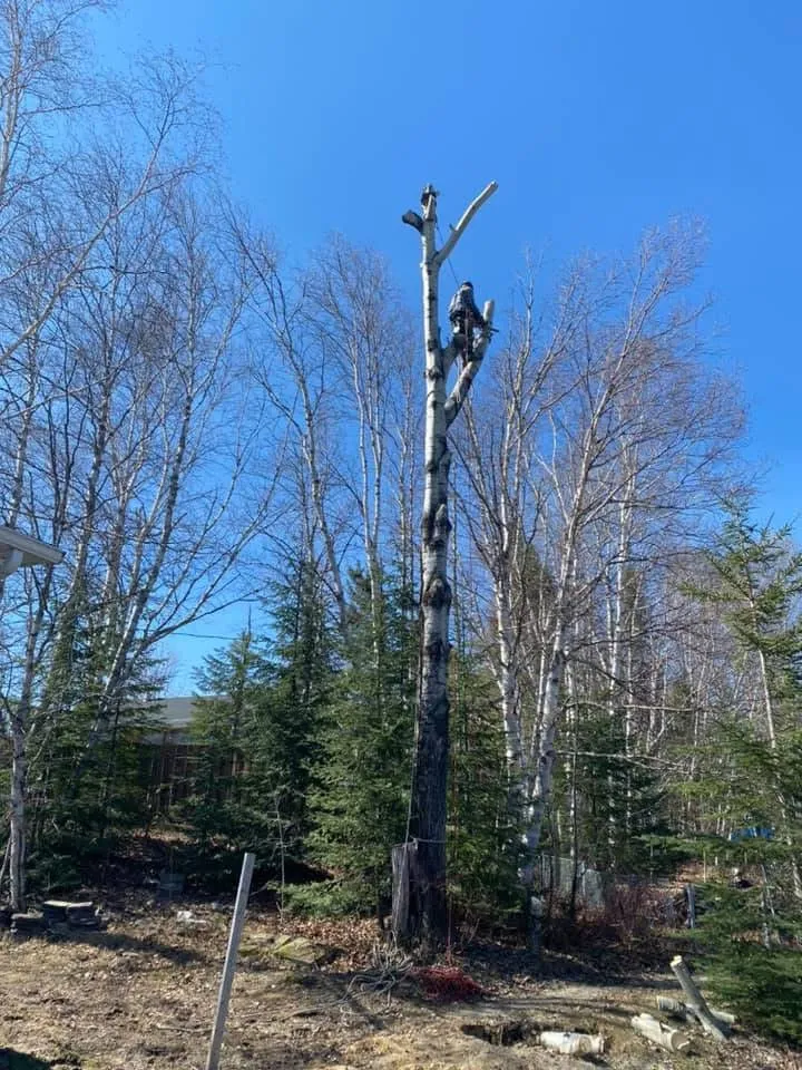 emondage bouleau hauteur arboriste saguenay lac saint jean