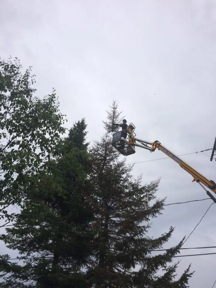 emondage nacelle sommet arbre saguenay lac saint jean