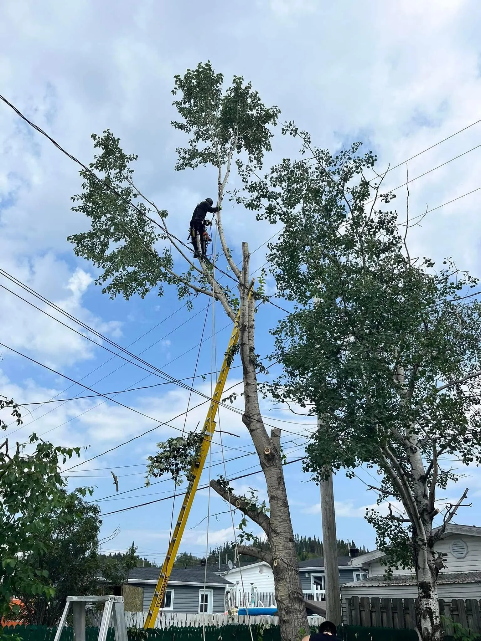 emondeur echelle abattage arbre emondage saguenay lac saint jean