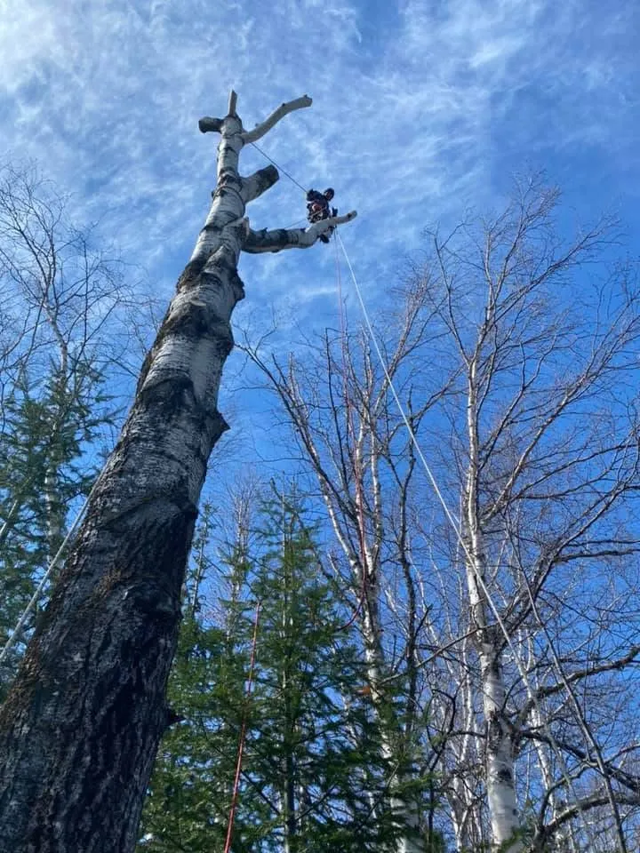 grimpeur arboriste sommet bouleau mort