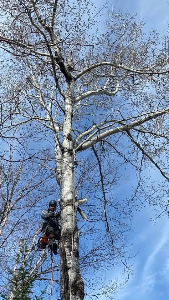 grimpeur emondage arbre geant saguenay lac saint jean