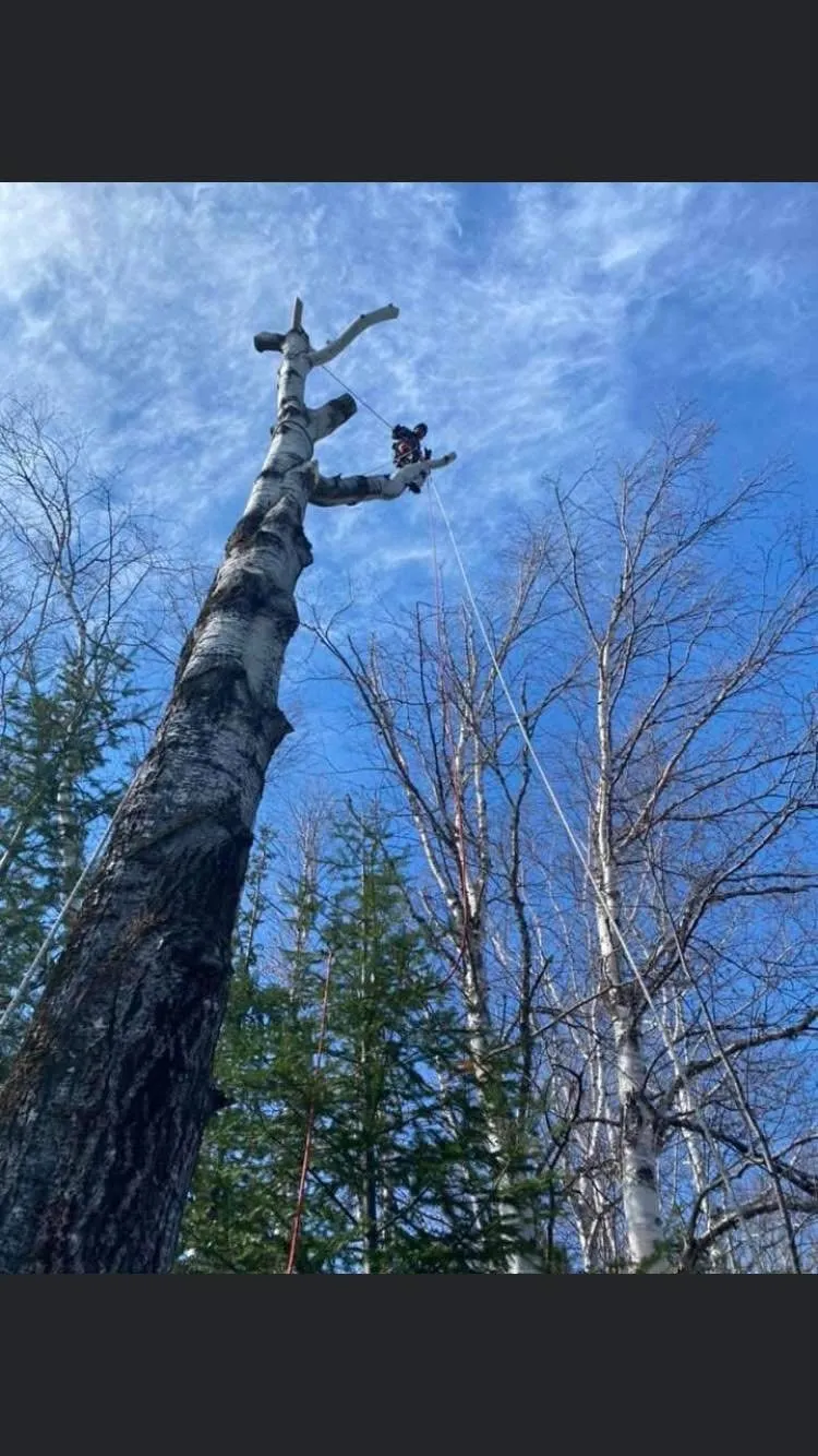 grimpeur emondage arbre mort saguenay lac saint jean
