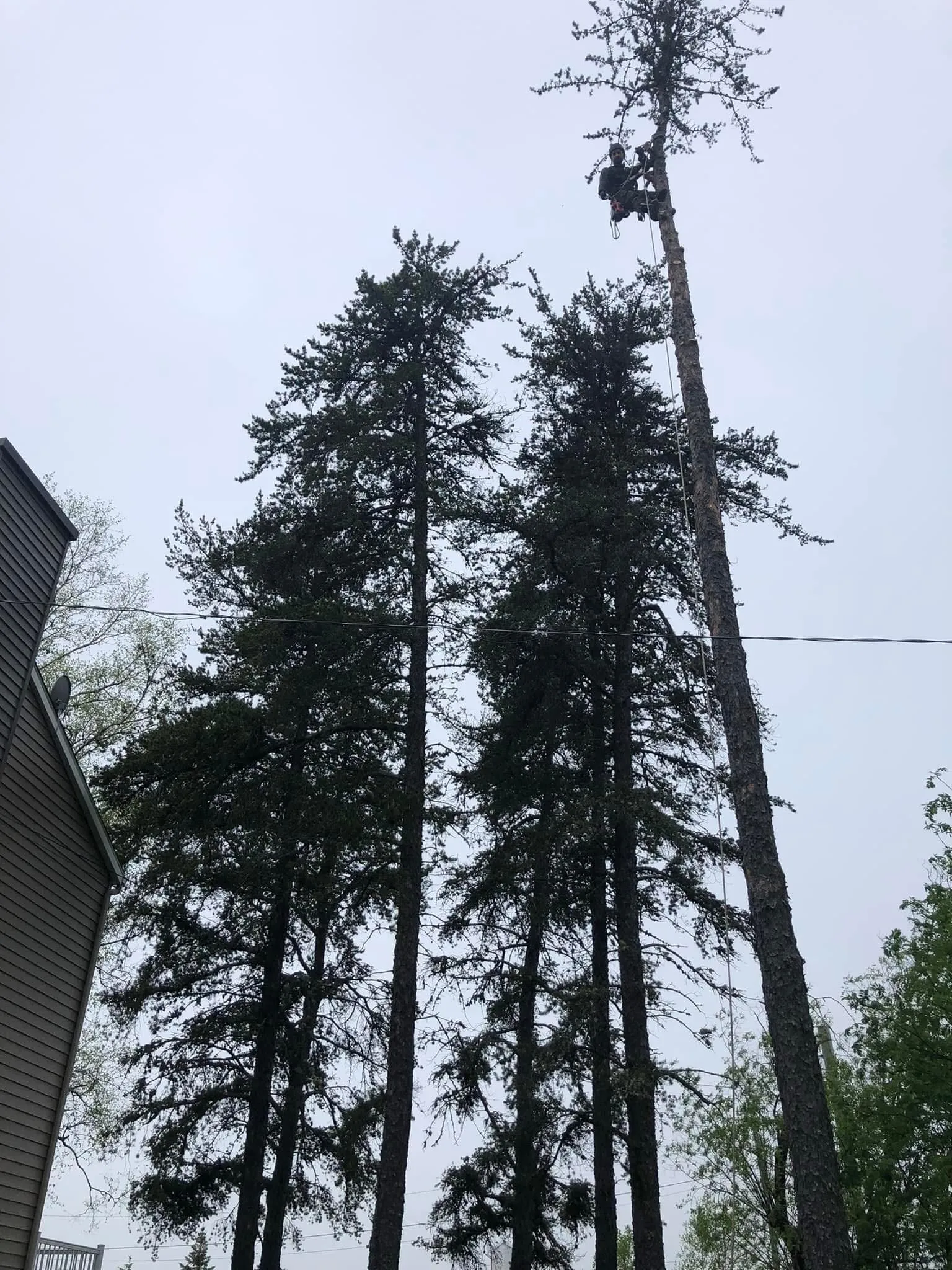 grimpeur emondage grand arbre saguenay lac saint jean