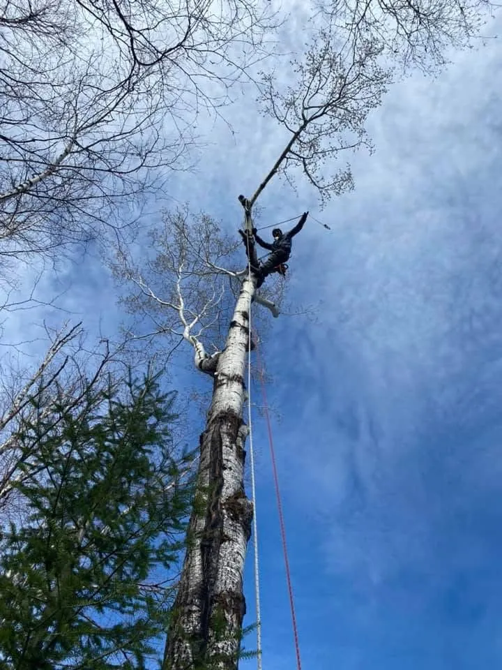 grimpeur emondage sommet arbre saguenay lac saint jean