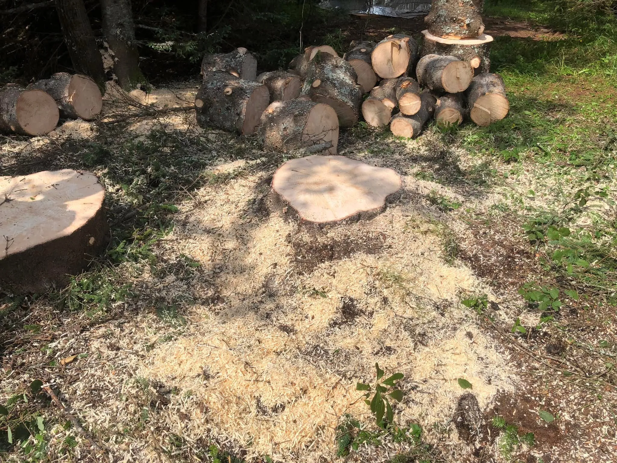 souche buches coupe arbres emondage saguenay lac saint jean